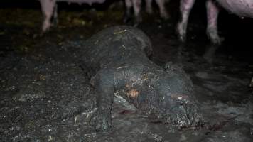 Dublin Piggery 2025 - In June 2025, investigators, acting on information from a member of the public, captured footage inside Andgar piggery in Dublin, South Australia.
The footage shows pigs living alongside the decomposing bodies of hundreds of dead pigs, with some becoming stuck in a giant pile of corpses.
Other footage from the same piggery shows pigs in 'eco sheds' on the property, which are sheds with two or three walls, with at least one side open to the elements. The pigs in these sheds are seen wading through mud and waste, which is often so deep that they are forced to swim. Some pigs had drowned in these sheds, likely after becoming stuck.
Pigs were filmed with massive, necrotic wounds where infection had eaten through skin down to the bone. One pig had a hole in their back that was roughly 10cm in diameter and packed with straw, mud and faeces. Piglets were also found living amongst the dead and rotting bodies of their littermates.
These visits took place over a month after this farm had been reported to the RSPCA by a member of the public, who was so horrified by the conditions that they knew they had to act.
- Captured at Andgar Piggery, Dublin SA Australia.