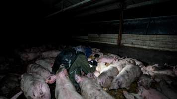 Dublin Piggery 2025 - In June 2025, investigators, acting on information from a member of the public, captured footage inside Andgar piggery in Dublin, South Australia.
The footage shows pigs living alongside the decomposing bodies of hundreds of dead pigs, with some becoming stuck in a giant pile of corpses.
Other footage from the same piggery shows pigs in 'eco sheds' on the property, which are sheds with two or three walls, with at least one side open to the elements. The pigs in these sheds are seen wading through mud and waste, which is often so deep that they are forced to swim. Some pigs had drowned in these sheds, likely after becoming stuck.
Pigs were filmed with massive, necrotic wounds where infection had eaten through skin down to the bone. One pig had a hole in their back that was roughly 10cm in diameter and packed with straw, mud and faeces. Piglets were also found living amongst the dead and rotting bodies of their littermates.
These visits took place over a month after this farm had been reported to the RSPCA by a member of the public, who was so horrified by the conditions that they knew they had to act.
- Captured at Andgar Piggery, Dublin SA Australia.