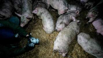 Dublin Piggery 2025 - In June 2025, investigators, acting on information from a member of the public, captured footage inside Andgar piggery in Dublin, South Australia.
The footage shows pigs living alongside the decomposing bodies of hundreds of dead pigs, with some becoming stuck in a giant pile of corpses.
Other footage from the same piggery shows pigs in 'eco sheds' on the property, which are sheds with two or three walls, with at least one side open to the elements. The pigs in these sheds are seen wading through mud and waste, which is often so deep that they are forced to swim. Some pigs had drowned in these sheds, likely after becoming stuck.
Pigs were filmed with massive, necrotic wounds where infection had eaten through skin down to the bone. One pig had a hole in their back that was roughly 10cm in diameter and packed with straw, mud and faeces. Piglets were also found living amongst the dead and rotting bodies of their littermates.
These visits took place over a month after this farm had been reported to the RSPCA by a member of the public, who was so horrified by the conditions that they knew they had to act.
- Captured at Andgar Piggery, Dublin SA Australia.