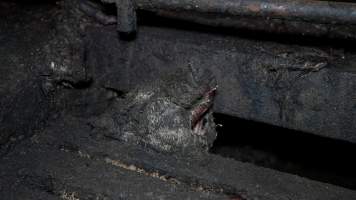 Dublin Piggery 2025 - In June 2025, investigators, acting on information from a member of the public, captured footage inside Andgar piggery in Dublin, South Australia.
The footage shows pigs living alongside the decomposing bodies of hundreds of dead pigs, with some becoming stuck in a giant pile of corpses.
Other footage from the same piggery shows pigs in 'eco sheds' on the property, which are sheds with two or three walls, with at least one side open to the elements. The pigs in these sheds are seen wading through mud and waste, which is often so deep that they are forced to swim. Some pigs had drowned in these sheds, likely after becoming stuck.
Pigs were filmed with massive, necrotic wounds where infection had eaten through skin down to the bone. One pig had a hole in their back that was roughly 10cm in diameter and packed with straw, mud and faeces. Piglets were also found living amongst the dead and rotting bodies of their littermates.
These visits took place over a month after this farm had been reported to the RSPCA by a member of the public, who was so horrified by the conditions that they knew they had to act.
- Captured at Andgar Piggery, Dublin SA Australia.