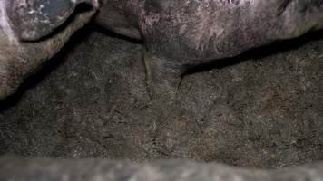 Dublin Piggery 2025 - In June 2025, investigators, acting on information from a member of the public, captured footage inside Andgar piggery in Dublin, South Australia.
The footage shows pigs living alongside the decomposing bodies of hundreds of dead pigs, with some becoming stuck in a giant pile of corpses.
Other footage from the same piggery shows pigs in 'eco sheds' on the property, which are sheds with two or three walls, with at least one side open to the elements. The pigs in these sheds are seen wading through mud and waste, which is often so deep that they are forced to swim. Some pigs had drowned in these sheds, likely after becoming stuck.
Pigs were filmed with massive, necrotic wounds where infection had eaten through skin down to the bone. One pig had a hole in their back that was roughly 10cm in diameter and packed with straw, mud and faeces. Piglets were also found living amongst the dead and rotting bodies of their littermates.
These visits took place over a month after this farm had been reported to the RSPCA by a member of the public, who was so horrified by the conditions that they knew they had to act.
- Captured at Andgar Piggery, Dublin SA Australia.