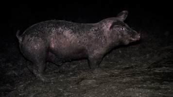 Dublin Piggery 2025 - In June 2025, investigators, acting on information from a member of the public, captured footage inside Andgar piggery in Dublin, South Australia.
The footage shows pigs living alongside the decomposing bodies of hundreds of dead pigs, with some becoming stuck in a giant pile of corpses.
Other footage from the same piggery shows pigs in 'eco sheds' on the property, which are sheds with two or three walls, with at least one side open to the elements. The pigs in these sheds are seen wading through mud and waste, which is often so deep that they are forced to swim. Some pigs had drowned in these sheds, likely after becoming stuck.
Pigs were filmed with massive, necrotic wounds where infection had eaten through skin down to the bone. One pig had a hole in their back that was roughly 10cm in diameter and packed with straw, mud and faeces. Piglets were also found living amongst the dead and rotting bodies of their littermates.
These visits took place over a month after this farm had been reported to the RSPCA by a member of the public, who was so horrified by the conditions that they knew they had to act.
- Captured at Andgar Piggery, Dublin SA Australia.
