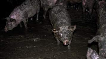 Dublin Piggery 2025 - In June 2025, investigators, acting on information from a member of the public, captured footage inside Andgar piggery in Dublin, South Australia.
The footage shows pigs living alongside the decomposing bodies of hundreds of dead pigs, with some becoming stuck in a giant pile of corpses.
Other footage from the same piggery shows pigs in 'eco sheds' on the property, which are sheds with two or three walls, with at least one side open to the elements. The pigs in these sheds are seen wading through mud and waste, which is often so deep that they are forced to swim. Some pigs had drowned in these sheds, likely after becoming stuck.
Pigs were filmed with massive, necrotic wounds where infection had eaten through skin down to the bone. One pig had a hole in their back that was roughly 10cm in diameter and packed with straw, mud and faeces. Piglets were also found living amongst the dead and rotting bodies of their littermates.
These visits took place over a month after this farm had been reported to the RSPCA by a member of the public, who was so horrified by the conditions that they knew they had to act.
- Captured at Andgar Piggery, Dublin SA Australia.