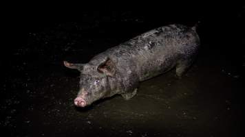 Dublin Piggery 2025 - In June 2025, investigators, acting on information from a member of the public, captured footage inside Andgar piggery in Dublin, South Australia.
The footage shows pigs living alongside the decomposing bodies of hundreds of dead pigs, with some becoming stuck in a giant pile of corpses.
Other footage from the same piggery shows pigs in 'eco sheds' on the property, which are sheds with two or three walls, with at least one side open to the elements. The pigs in these sheds are seen wading through mud and waste, which is often so deep that they are forced to swim. Some pigs had drowned in these sheds, likely after becoming stuck.
Pigs were filmed with massive, necrotic wounds where infection had eaten through skin down to the bone. One pig had a hole in their back that was roughly 10cm in diameter and packed with straw, mud and faeces. Piglets were also found living amongst the dead and rotting bodies of their littermates.
These visits took place over a month after this farm had been reported to the RSPCA by a member of the public, who was so horrified by the conditions that they knew they had to act.
- Captured at Andgar Piggery, Dublin SA Australia.
