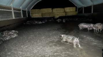 Dublin Piggery 2025 - In June 2025, investigators, acting on information from a member of the public, captured footage inside Andgar piggery in Dublin, South Australia.
The footage shows pigs living alongside the decomposing bodies of hundreds of dead pigs, with some becoming stuck in a giant pile of corpses.
Other footage from the same piggery shows pigs in 'eco sheds' on the property, which are sheds with two or three walls, with at least one side open to the elements. The pigs in these sheds are seen wading through mud and waste, which is often so deep that they are forced to swim. Some pigs had drowned in these sheds, likely after becoming stuck.
Pigs were filmed with massive, necrotic wounds where infection had eaten through skin down to the bone. One pig had a hole in their back that was roughly 10cm in diameter and packed with straw, mud and faeces. Piglets were also found living amongst the dead and rotting bodies of their littermates.
These visits took place over a month after this farm had been reported to the RSPCA by a member of the public, who was so horrified by the conditions that they knew they had to act.
- Captured at Andgar Piggery, Dublin SA Australia.