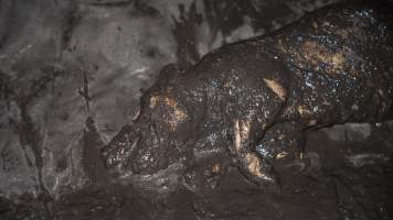 Dublin Piggery 2025 - In June 2025, investigators, acting on information from a member of the public, captured footage inside Andgar piggery in Dublin, South Australia.
The footage shows pigs living alongside the decomposing bodies of hundreds of dead pigs, with some becoming stuck in a giant pile of corpses.
Other footage from the same piggery shows pigs in 'eco sheds' on the property, which are sheds with two or three walls, with at least one side open to the elements. The pigs in these sheds are seen wading through mud and waste, which is often so deep that they are forced to swim. Some pigs had drowned in these sheds, likely after becoming stuck.
Pigs were filmed with massive, necrotic wounds where infection had eaten through skin down to the bone. One pig had a hole in their back that was roughly 10cm in diameter and packed with straw, mud and faeces. Piglets were also found living amongst the dead and rotting bodies of their littermates.
These visits took place over a month after this farm had been reported to the RSPCA by a member of the public, who was so horrified by the conditions that they knew they had to act.
- Captured at Andgar Piggery, Dublin SA Australia.