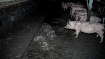 Dublin Piggery 2025 - In June 2025, investigators, acting on information from a member of the public, captured footage inside Andgar piggery in Dublin, South Australia.
The footage shows pigs living alongside the decomposing bodies of hundreds of dead pigs, with some becoming stuck in a giant pile of corpses.
Other footage from the same piggery shows pigs in 'eco sheds' on the property, which are sheds with two or three walls, with at least one side open to the elements. The pigs in these sheds are seen wading through mud and waste, which is often so deep that they are forced to swim. Some pigs had drowned in these sheds, likely after becoming stuck.
Pigs were filmed with massive, necrotic wounds where infection had eaten through skin down to the bone. One pig had a hole in their back that was roughly 10cm in diameter and packed with straw, mud and faeces. Piglets were also found living amongst the dead and rotting bodies of their littermates.
These visits took place over a month after this farm had been reported to the RSPCA by a member of the public, who was so horrified by the conditions that they knew they had to act.
- Captured at Andgar Piggery, Dublin SA Australia.