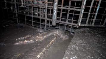 Dublin Piggery 2025 - In June 2025, investigators, acting on information from a member of the public, captured footage inside Andgar piggery in Dublin, South Australia. 

The footage shows pigs living alongside the decomposing bodies of hundreds of dead pigs, with some becoming stuck in a giant pile of corpses. 

Other footage from the same piggery shows pigs in 'eco sheds' on the property, which are sheds with two or three walls, with at least one side open to the elements. The pigs in these sheds are seen wading through mud and waste, which is often so deep that they are forced to swim. Some pigs had drowned in these sheds, likely after becoming stuck. 

Pigs were filmed with massive, necrotic wounds where infection had eaten through skin down to the bone. One pig had a hole in their back that was roughly 10cm in diameter and packed with straw, mud and faeces. Piglets were also found living amongst the dead and rotting bodies of their littermates.

These visits took place over a month after this farm had been reported to the RSPCA by a member of the public, who was so horrified by the conditions that they knew they had to act. 
 - Captured at Andgar Piggery, Dublin SA Australia.