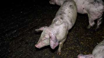 Dublin Piggery 2025 - In June 2025, investigators, acting on information from a member of the public, captured footage inside Andgar piggery in Dublin, South Australia.
The footage shows pigs living alongside the decomposing bodies of hundreds of dead pigs, with some becoming stuck in a giant pile of corpses.
Other footage from the same piggery shows pigs in 'eco sheds' on the property, which are sheds with two or three walls, with at least one side open to the elements. The pigs in these sheds are seen wading through mud and waste, which is often so deep that they are forced to swim. Some pigs had drowned in these sheds, likely after becoming stuck.
Pigs were filmed with massive, necrotic wounds where infection had eaten through skin down to the bone. One pig had a hole in their back that was roughly 10cm in diameter and packed with straw, mud and faeces. Piglets were also found living amongst the dead and rotting bodies of their littermates.
These visits took place over a month after this farm had been reported to the RSPCA by a member of the public, who was so horrified by the conditions that they knew they had to act.
- Captured at Andgar Piggery, Dublin SA Australia.