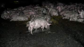 Dublin Piggery 2025 - In June 2025, investigators, acting on information from a member of the public, captured footage inside Andgar piggery in Dublin, South Australia.
The footage shows pigs living alongside the decomposing bodies of hundreds of dead pigs, with some becoming stuck in a giant pile of corpses.
Other footage from the same piggery shows pigs in 'eco sheds' on the property, which are sheds with two or three walls, with at least one side open to the elements. The pigs in these sheds are seen wading through mud and waste, which is often so deep that they are forced to swim. Some pigs had drowned in these sheds, likely after becoming stuck.
Pigs were filmed with massive, necrotic wounds where infection had eaten through skin down to the bone. One pig had a hole in their back that was roughly 10cm in diameter and packed with straw, mud and faeces. Piglets were also found living amongst the dead and rotting bodies of their littermates.
These visits took place over a month after this farm had been reported to the RSPCA by a member of the public, who was so horrified by the conditions that they knew they had to act.
- Captured at Andgar Piggery, Dublin SA Australia.