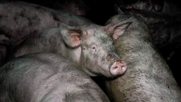 Dublin Piggery 2025 - In June 2025, investigators, acting on information from a member of the public, captured footage inside Andgar piggery in Dublin, South Australia.
The footage shows pigs living alongside the decomposing bodies of hundreds of dead pigs, with some becoming stuck in a giant pile of corpses.
Other footage from the same piggery shows pigs in 'eco sheds' on the property, which are sheds with two or three walls, with at least one side open to the elements. The pigs in these sheds are seen wading through mud and waste, which is often so deep that they are forced to swim. Some pigs had drowned in these sheds, likely after becoming stuck.
Pigs were filmed with massive, necrotic wounds where infection had eaten through skin down to the bone. One pig had a hole in their back that was roughly 10cm in diameter and packed with straw, mud and faeces. Piglets were also found living amongst the dead and rotting bodies of their littermates.
These visits took place over a month after this farm had been reported to the RSPCA by a member of the public, who was so horrified by the conditions that they knew they had to act.
- Captured at Andgar Piggery, Dublin SA Australia.