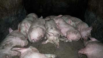 Dublin Piggery 2025 - In June 2025, investigators, acting on information from a member of the public, captured footage inside Andgar piggery in Dublin, South Australia.
The footage shows pigs living alongside the decomposing bodies of hundreds of dead pigs, with some becoming stuck in a giant pile of corpses.
Other footage from the same piggery shows pigs in 'eco sheds' on the property, which are sheds with two or three walls, with at least one side open to the elements. The pigs in these sheds are seen wading through mud and waste, which is often so deep that they are forced to swim. Some pigs had drowned in these sheds, likely after becoming stuck.
Pigs were filmed with massive, necrotic wounds where infection had eaten through skin down to the bone. One pig had a hole in their back that was roughly 10cm in diameter and packed with straw, mud and faeces. Piglets were also found living amongst the dead and rotting bodies of their littermates.
These visits took place over a month after this farm had been reported to the RSPCA by a member of the public, who was so horrified by the conditions that they knew they had to act.
- Captured at Andgar Piggery, Dublin SA Australia.