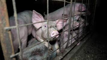 Dublin Piggery 2025 - In June 2025, investigators, acting on information from a member of the public, captured footage inside Andgar piggery in Dublin, South Australia.
The footage shows pigs living alongside the decomposing bodies of hundreds of dead pigs, with some becoming stuck in a giant pile of corpses.
Other footage from the same piggery shows pigs in 'eco sheds' on the property, which are sheds with two or three walls, with at least one side open to the elements. The pigs in these sheds are seen wading through mud and waste, which is often so deep that they are forced to swim. Some pigs had drowned in these sheds, likely after becoming stuck.
Pigs were filmed with massive, necrotic wounds where infection had eaten through skin down to the bone. One pig had a hole in their back that was roughly 10cm in diameter and packed with straw, mud and faeces. Piglets were also found living amongst the dead and rotting bodies of their littermates.
These visits took place over a month after this farm had been reported to the RSPCA by a member of the public, who was so horrified by the conditions that they knew they had to act.
- Captured at Andgar Piggery, Dublin SA Australia.