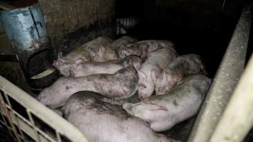 Dublin Piggery 2025 - In June 2025, investigators, acting on information from a member of the public, captured footage inside Andgar piggery in Dublin, South Australia.
The footage shows pigs living alongside the decomposing bodies of hundreds of dead pigs, with some becoming stuck in a giant pile of corpses.
Other footage from the same piggery shows pigs in 'eco sheds' on the property, which are sheds with two or three walls, with at least one side open to the elements. The pigs in these sheds are seen wading through mud and waste, which is often so deep that they are forced to swim. Some pigs had drowned in these sheds, likely after becoming stuck.
Pigs were filmed with massive, necrotic wounds where infection had eaten through skin down to the bone. One pig had a hole in their back that was roughly 10cm in diameter and packed with straw, mud and faeces. Piglets were also found living amongst the dead and rotting bodies of their littermates.
These visits took place over a month after this farm had been reported to the RSPCA by a member of the public, who was so horrified by the conditions that they knew they had to act.
- Captured at Andgar Piggery, Dublin SA Australia.