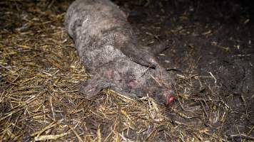 Dublin Piggery 2025 - In June 2025, investigators, acting on information from a member of the public, captured footage inside Andgar piggery in Dublin, South Australia.
The footage shows pigs living alongside the decomposing bodies of hundreds of dead pigs, with some becoming stuck in a giant pile of corpses.
Other footage from the same piggery shows pigs in 'eco sheds' on the property, which are sheds with two or three walls, with at least one side open to the elements. The pigs in these sheds are seen wading through mud and waste, which is often so deep that they are forced to swim. Some pigs had drowned in these sheds, likely after becoming stuck.
Pigs were filmed with massive, necrotic wounds where infection had eaten through skin down to the bone. One pig had a hole in their back that was roughly 10cm in diameter and packed with straw, mud and faeces. Piglets were also found living amongst the dead and rotting bodies of their littermates.
These visits took place over a month after this farm had been reported to the RSPCA by a member of the public, who was so horrified by the conditions that they knew they had to act.
- Captured at Andgar Piggery, Dublin SA Australia.