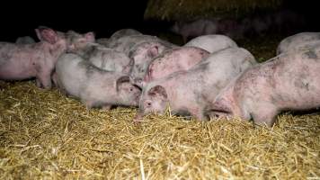 Dublin Piggery 2025 - In June 2025, investigators, acting on information from a member of the public, captured footage inside Andgar piggery in Dublin, South Australia.
The footage shows pigs living alongside the decomposing bodies of hundreds of dead pigs, with some becoming stuck in a giant pile of corpses.
Other footage from the same piggery shows pigs in 'eco sheds' on the property, which are sheds with two or three walls, with at least one side open to the elements. The pigs in these sheds are seen wading through mud and waste, which is often so deep that they are forced to swim. Some pigs had drowned in these sheds, likely after becoming stuck.
Pigs were filmed with massive, necrotic wounds where infection had eaten through skin down to the bone. One pig had a hole in their back that was roughly 10cm in diameter and packed with straw, mud and faeces. Piglets were also found living amongst the dead and rotting bodies of their littermates.
These visits took place over a month after this farm had been reported to the RSPCA by a member of the public, who was so horrified by the conditions that they knew they had to act.
- Captured at Andgar Piggery, Dublin SA Australia.
