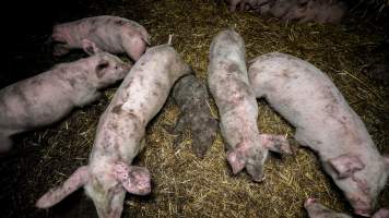 Dublin Piggery 2025 - In June 2025, investigators, acting on information from a member of the public, captured footage inside Andgar piggery in Dublin, South Australia. 

The footage shows pigs living alongside the decomposing bodies of hundreds of dead pigs, with some becoming stuck in a giant pile of corpses. 

Other footage from the same piggery shows pigs in 'eco sheds' on the property, which are sheds with two or three walls, with at least one side open to the elements. The pigs in these sheds are seen wading through mud and waste, which is often so deep that they are forced to swim. Some pigs had drowned in these sheds, likely after becoming stuck. 

Pigs were filmed with massive, necrotic wounds where infection had eaten through skin down to the bone. One pig had a hole in their back that was roughly 10cm in diameter and packed with straw, mud and faeces. Piglets were also found living amongst the dead and rotting bodies of their littermates.

These visits took place over a month after this farm had been reported to the RSPCA by a member of the public, who was so horrified by the conditions that they knew they had to act. 
 - Captured at Andgar Piggery, Dublin SA Australia.