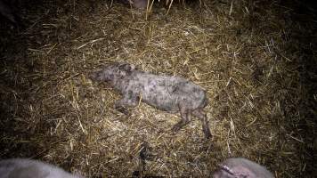 Dublin Piggery 2025 - In June 2025, investigators, acting on information from a member of the public, captured footage inside Andgar piggery in Dublin, South Australia.
The footage shows pigs living alongside the decomposing bodies of hundreds of dead pigs, with some becoming stuck in a giant pile of corpses.
Other footage from the same piggery shows pigs in 'eco sheds' on the property, which are sheds with two or three walls, with at least one side open to the elements. The pigs in these sheds are seen wading through mud and waste, which is often so deep that they are forced to swim. Some pigs had drowned in these sheds, likely after becoming stuck.
Pigs were filmed with massive, necrotic wounds where infection had eaten through skin down to the bone. One pig had a hole in their back that was roughly 10cm in diameter and packed with straw, mud and faeces. Piglets were also found living amongst the dead and rotting bodies of their littermates.
These visits took place over a month after this farm had been reported to the RSPCA by a member of the public, who was so horrified by the conditions that they knew they had to act.
- Captured at Andgar Piggery, Dublin SA Australia.