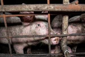 Dublin Piggery 2025 - In June 2025, investigators, acting on information from a member of the public, captured footage inside Andgar piggery in Dublin, South Australia.
The footage shows pigs living alongside the decomposing bodies of hundreds of dead pigs, with some becoming stuck in a giant pile of corpses.
Other footage from the same piggery shows pigs in 'eco sheds' on the property, which are sheds with two or three walls, with at least one side open to the elements. The pigs in these sheds are seen wading through mud and waste, which is often so deep that they are forced to swim. Some pigs had drowned in these sheds, likely after becoming stuck.
Pigs were filmed with massive, necrotic wounds where infection had eaten through skin down to the bone. One pig had a hole in their back that was roughly 10cm in diameter and packed with straw, mud and faeces. Piglets were also found living amongst the dead and rotting bodies of their littermates.
These visits took place over a month after this farm had been reported to the RSPCA by a member of the public, who was so horrified by the conditions that they knew they had to act.
- Captured at Andgar Piggery, Dublin SA Australia.