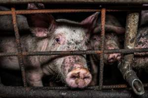 Dublin Piggery 2025 - In June 2025, investigators, acting on information from a member of the public, captured footage inside Andgar piggery in Dublin, South Australia.
The footage shows pigs living alongside the decomposing bodies of hundreds of dead pigs, with some becoming stuck in a giant pile of corpses.
Other footage from the same piggery shows pigs in 'eco sheds' on the property, which are sheds with two or three walls, with at least one side open to the elements. The pigs in these sheds are seen wading through mud and waste, which is often so deep that they are forced to swim. Some pigs had drowned in these sheds, likely after becoming stuck.
Pigs were filmed with massive, necrotic wounds where infection had eaten through skin down to the bone. One pig had a hole in their back that was roughly 10cm in diameter and packed with straw, mud and faeces. Piglets were also found living amongst the dead and rotting bodies of their littermates.
These visits took place over a month after this farm had been reported to the RSPCA by a member of the public, who was so horrified by the conditions that they knew they had to act.
- Captured at Andgar Piggery, Dublin SA Australia.
