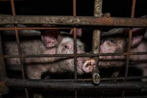 Dublin Piggery 2025 - In June 2025, investigators, acting on information from a member of the public, captured footage inside Andgar piggery in Dublin, South Australia.
The footage shows pigs living alongside the decomposing bodies of hundreds of dead pigs, with some becoming stuck in a giant pile of corpses.
Other footage from the same piggery shows pigs in 'eco sheds' on the property, which are sheds with two or three walls, with at least one side open to the elements. The pigs in these sheds are seen wading through mud and waste, which is often so deep that they are forced to swim. Some pigs had drowned in these sheds, likely after becoming stuck.
Pigs were filmed with massive, necrotic wounds where infection had eaten through skin down to the bone. One pig had a hole in their back that was roughly 10cm in diameter and packed with straw, mud and faeces. Piglets were also found living amongst the dead and rotting bodies of their littermates.
These visits took place over a month after this farm had been reported to the RSPCA by a member of the public, who was so horrified by the conditions that they knew they had to act.
- Captured at Andgar Piggery, Dublin SA Australia.