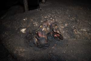 Dublin Piggery 2025 - In June 2025, investigators, acting on information from a member of the public, captured footage inside Andgar piggery in Dublin, South Australia.
The footage shows pigs living alongside the decomposing bodies of hundreds of dead pigs, with some becoming stuck in a giant pile of corpses.
Other footage from the same piggery shows pigs in 'eco sheds' on the property, which are sheds with two or three walls, with at least one side open to the elements. The pigs in these sheds are seen wading through mud and waste, which is often so deep that they are forced to swim. Some pigs had drowned in these sheds, likely after becoming stuck.
Pigs were filmed with massive, necrotic wounds where infection had eaten through skin down to the bone. One pig had a hole in their back that was roughly 10cm in diameter and packed with straw, mud and faeces. Piglets were also found living amongst the dead and rotting bodies of their littermates.
These visits took place over a month after this farm had been reported to the RSPCA by a member of the public, who was so horrified by the conditions that they knew they had to act.
- Captured at Andgar Piggery, Dublin SA Australia.