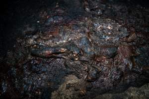 Dublin Piggery 2025 - In June 2025, investigators, acting on information from a member of the public, captured footage inside Andgar piggery in Dublin, South Australia.
The footage shows pigs living alongside the decomposing bodies of hundreds of dead pigs, with some becoming stuck in a giant pile of corpses.
Other footage from the same piggery shows pigs in 'eco sheds' on the property, which are sheds with two or three walls, with at least one side open to the elements. The pigs in these sheds are seen wading through mud and waste, which is often so deep that they are forced to swim. Some pigs had drowned in these sheds, likely after becoming stuck.
Pigs were filmed with massive, necrotic wounds where infection had eaten through skin down to the bone. One pig had a hole in their back that was roughly 10cm in diameter and packed with straw, mud and faeces. Piglets were also found living amongst the dead and rotting bodies of their littermates.
These visits took place over a month after this farm had been reported to the RSPCA by a member of the public, who was so horrified by the conditions that they knew they had to act.
- Captured at Andgar Piggery, Dublin SA Australia.