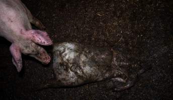 Dublin Piggery 2025 - In June 2025, investigators, acting on information from a member of the public, captured footage inside Andgar piggery in Dublin, South Australia.
The footage shows pigs living alongside the decomposing bodies of hundreds of dead pigs, with some becoming stuck in a giant pile of corpses.
Other footage from the same piggery shows pigs in 'eco sheds' on the property, which are sheds with two or three walls, with at least one side open to the elements. The pigs in these sheds are seen wading through mud and waste, which is often so deep that they are forced to swim. Some pigs had drowned in these sheds, likely after becoming stuck.
Pigs were filmed with massive, necrotic wounds where infection had eaten through skin down to the bone. One pig had a hole in their back that was roughly 10cm in diameter and packed with straw, mud and faeces. Piglets were also found living amongst the dead and rotting bodies of their littermates.
These visits took place over a month after this farm had been reported to the RSPCA by a member of the public, who was so horrified by the conditions that they knew they had to act.
- Captured at Andgar Piggery, Dublin SA Australia.