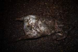 Dublin Piggery 2025 - In June 2025, investigators, acting on information from a member of the public, captured footage inside Andgar piggery in Dublin, South Australia.
The footage shows pigs living alongside the decomposing bodies of hundreds of dead pigs, with some becoming stuck in a giant pile of corpses.
Other footage from the same piggery shows pigs in 'eco sheds' on the property, which are sheds with two or three walls, with at least one side open to the elements. The pigs in these sheds are seen wading through mud and waste, which is often so deep that they are forced to swim. Some pigs had drowned in these sheds, likely after becoming stuck.
Pigs were filmed with massive, necrotic wounds where infection had eaten through skin down to the bone. One pig had a hole in their back that was roughly 10cm in diameter and packed with straw, mud and faeces. Piglets were also found living amongst the dead and rotting bodies of their littermates.
These visits took place over a month after this farm had been reported to the RSPCA by a member of the public, who was so horrified by the conditions that they knew they had to act.
- Captured at Andgar Piggery, Dublin SA Australia.
