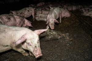 Dublin Piggery 2025 - In June 2025, investigators, acting on information from a member of the public, captured footage inside Andgar piggery in Dublin, South Australia.
The footage shows pigs living alongside the decomposing bodies of hundreds of dead pigs, with some becoming stuck in a giant pile of corpses.
Other footage from the same piggery shows pigs in 'eco sheds' on the property, which are sheds with two or three walls, with at least one side open to the elements. The pigs in these sheds are seen wading through mud and waste, which is often so deep that they are forced to swim. Some pigs had drowned in these sheds, likely after becoming stuck.
Pigs were filmed with massive, necrotic wounds where infection had eaten through skin down to the bone. One pig had a hole in their back that was roughly 10cm in diameter and packed with straw, mud and faeces. Piglets were also found living amongst the dead and rotting bodies of their littermates.
These visits took place over a month after this farm had been reported to the RSPCA by a member of the public, who was so horrified by the conditions that they knew they had to act.
- Captured at Andgar Piggery, Dublin SA Australia.