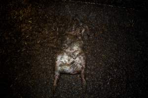 Dublin Piggery 2025 - In June 2025, investigators, acting on information from a member of the public, captured footage inside Andgar piggery in Dublin, South Australia. 

The footage shows pigs living alongside the decomposing bodies of hundreds of dead pigs, with some becoming stuck in a giant pile of corpses. 

Other footage from the same piggery shows pigs in 'eco sheds' on the property, which are sheds with two or three walls, with at least one side open to the elements. The pigs in these sheds are seen wading through mud and waste, which is often so deep that they are forced to swim. Some pigs had drowned in these sheds, likely after becoming stuck. 

Pigs were filmed with massive, necrotic wounds where infection had eaten through skin down to the bone. One pig had a hole in their back that was roughly 10cm in diameter and packed with straw, mud and faeces. Piglets were also found living amongst the dead and rotting bodies of their littermates.

These visits took place over a month after this farm had been reported to the RSPCA by a member of the public, who was so horrified by the conditions that they knew they had to act. 
 - Captured at Andgar Piggery, Dublin SA Australia.