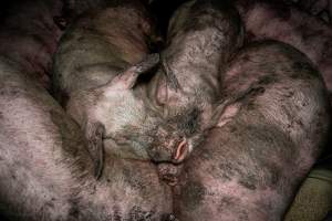 Dublin Piggery 2025 - In June 2025, investigators, acting on information from a member of the public, captured footage inside Andgar piggery in Dublin, South Australia.
The footage shows pigs living alongside the decomposing bodies of hundreds of dead pigs, with some becoming stuck in a giant pile of corpses.
Other footage from the same piggery shows pigs in 'eco sheds' on the property, which are sheds with two or three walls, with at least one side open to the elements. The pigs in these sheds are seen wading through mud and waste, which is often so deep that they are forced to swim. Some pigs had drowned in these sheds, likely after becoming stuck.
Pigs were filmed with massive, necrotic wounds where infection had eaten through skin down to the bone. One pig had a hole in their back that was roughly 10cm in diameter and packed with straw, mud and faeces. Piglets were also found living amongst the dead and rotting bodies of their littermates.
These visits took place over a month after this farm had been reported to the RSPCA by a member of the public, who was so horrified by the conditions that they knew they had to act.
- Captured at Andgar Piggery, Dublin SA Australia.