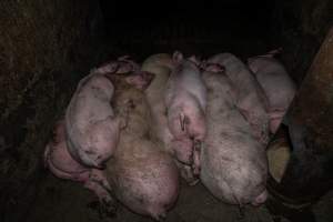 Dublin Piggery 2025 - In June 2025, investigators, acting on information from a member of the public, captured footage inside Andgar piggery in Dublin, South Australia.
The footage shows pigs living alongside the decomposing bodies of hundreds of dead pigs, with some becoming stuck in a giant pile of corpses.
Other footage from the same piggery shows pigs in 'eco sheds' on the property, which are sheds with two or three walls, with at least one side open to the elements. The pigs in these sheds are seen wading through mud and waste, which is often so deep that they are forced to swim. Some pigs had drowned in these sheds, likely after becoming stuck.
Pigs were filmed with massive, necrotic wounds where infection had eaten through skin down to the bone. One pig had a hole in their back that was roughly 10cm in diameter and packed with straw, mud and faeces. Piglets were also found living amongst the dead and rotting bodies of their littermates.
These visits took place over a month after this farm had been reported to the RSPCA by a member of the public, who was so horrified by the conditions that they knew they had to act.
- Captured at Andgar Piggery, Dublin SA Australia.