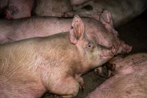 Dublin Piggery 2025 - In June 2025, investigators, acting on information from a member of the public, captured footage inside Andgar piggery in Dublin, South Australia.
The footage shows pigs living alongside the decomposing bodies of hundreds of dead pigs, with some becoming stuck in a giant pile of corpses.
Other footage from the same piggery shows pigs in 'eco sheds' on the property, which are sheds with two or three walls, with at least one side open to the elements. The pigs in these sheds are seen wading through mud and waste, which is often so deep that they are forced to swim. Some pigs had drowned in these sheds, likely after becoming stuck.
Pigs were filmed with massive, necrotic wounds where infection had eaten through skin down to the bone. One pig had a hole in their back that was roughly 10cm in diameter and packed with straw, mud and faeces. Piglets were also found living amongst the dead and rotting bodies of their littermates.
These visits took place over a month after this farm had been reported to the RSPCA by a member of the public, who was so horrified by the conditions that they knew they had to act.
- Captured at Andgar Piggery, Dublin SA Australia.