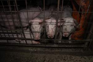 Dublin Piggery 2025 - In June 2025, investigators, acting on information from a member of the public, captured footage inside Andgar piggery in Dublin, South Australia.
The footage shows pigs living alongside the decomposing bodies of hundreds of dead pigs, with some becoming stuck in a giant pile of corpses.
Other footage from the same piggery shows pigs in 'eco sheds' on the property, which are sheds with two or three walls, with at least one side open to the elements. The pigs in these sheds are seen wading through mud and waste, which is often so deep that they are forced to swim. Some pigs had drowned in these sheds, likely after becoming stuck.
Pigs were filmed with massive, necrotic wounds where infection had eaten through skin down to the bone. One pig had a hole in their back that was roughly 10cm in diameter and packed with straw, mud and faeces. Piglets were also found living amongst the dead and rotting bodies of their littermates.
These visits took place over a month after this farm had been reported to the RSPCA by a member of the public, who was so horrified by the conditions that they knew they had to act.
- Captured at Andgar Piggery, Dublin SA Australia.