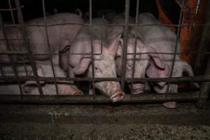 Dublin Piggery 2025 - In June 2025, investigators, acting on information from a member of the public, captured footage inside Andgar piggery in Dublin, South Australia.
The footage shows pigs living alongside the decomposing bodies of hundreds of dead pigs, with some becoming stuck in a giant pile of corpses.
Other footage from the same piggery shows pigs in 'eco sheds' on the property, which are sheds with two or three walls, with at least one side open to the elements. The pigs in these sheds are seen wading through mud and waste, which is often so deep that they are forced to swim. Some pigs had drowned in these sheds, likely after becoming stuck.
Pigs were filmed with massive, necrotic wounds where infection had eaten through skin down to the bone. One pig had a hole in their back that was roughly 10cm in diameter and packed with straw, mud and faeces. Piglets were also found living amongst the dead and rotting bodies of their littermates.
These visits took place over a month after this farm had been reported to the RSPCA by a member of the public, who was so horrified by the conditions that they knew they had to act.
- Captured at Andgar Piggery, Dublin SA Australia.