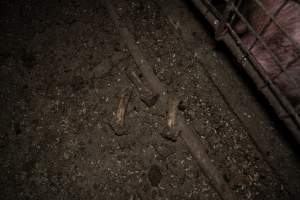 Dublin Piggery 2025 - In June 2025, investigators, acting on information from a member of the public, captured footage inside Andgar piggery in Dublin, South Australia.
The footage shows pigs living alongside the decomposing bodies of hundreds of dead pigs, with some becoming stuck in a giant pile of corpses.
Other footage from the same piggery shows pigs in 'eco sheds' on the property, which are sheds with two or three walls, with at least one side open to the elements. The pigs in these sheds are seen wading through mud and waste, which is often so deep that they are forced to swim. Some pigs had drowned in these sheds, likely after becoming stuck.
Pigs were filmed with massive, necrotic wounds where infection had eaten through skin down to the bone. One pig had a hole in their back that was roughly 10cm in diameter and packed with straw, mud and faeces. Piglets were also found living amongst the dead and rotting bodies of their littermates.
These visits took place over a month after this farm had been reported to the RSPCA by a member of the public, who was so horrified by the conditions that they knew they had to act.
- Captured at Andgar Piggery, Dublin SA Australia.