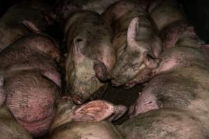 Dublin Piggery 2025 - In June 2025, investigators, acting on information from a member of the public, captured footage inside Andgar piggery in Dublin, South Australia.
The footage shows pigs living alongside the decomposing bodies of hundreds of dead pigs, with some becoming stuck in a giant pile of corpses.
Other footage from the same piggery shows pigs in 'eco sheds' on the property, which are sheds with two or three walls, with at least one side open to the elements. The pigs in these sheds are seen wading through mud and waste, which is often so deep that they are forced to swim. Some pigs had drowned in these sheds, likely after becoming stuck.
Pigs were filmed with massive, necrotic wounds where infection had eaten through skin down to the bone. One pig had a hole in their back that was roughly 10cm in diameter and packed with straw, mud and faeces. Piglets were also found living amongst the dead and rotting bodies of their littermates.
These visits took place over a month after this farm had been reported to the RSPCA by a member of the public, who was so horrified by the conditions that they knew they had to act.
- Captured at Andgar Piggery, Dublin SA Australia.