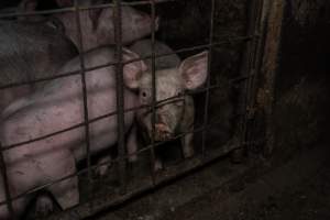 Dublin Piggery 2025 - In June 2025, investigators, acting on information from a member of the public, captured footage inside Andgar piggery in Dublin, South Australia.
The footage shows pigs living alongside the decomposing bodies of hundreds of dead pigs, with some becoming stuck in a giant pile of corpses.
Other footage from the same piggery shows pigs in 'eco sheds' on the property, which are sheds with two or three walls, with at least one side open to the elements. The pigs in these sheds are seen wading through mud and waste, which is often so deep that they are forced to swim. Some pigs had drowned in these sheds, likely after becoming stuck.
Pigs were filmed with massive, necrotic wounds where infection had eaten through skin down to the bone. One pig had a hole in their back that was roughly 10cm in diameter and packed with straw, mud and faeces. Piglets were also found living amongst the dead and rotting bodies of their littermates.
These visits took place over a month after this farm had been reported to the RSPCA by a member of the public, who was so horrified by the conditions that they knew they had to act.
- Captured at Andgar Piggery, Dublin SA Australia.