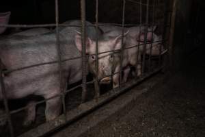 Dublin Piggery 2025 - In June 2025, investigators, acting on information from a member of the public, captured footage inside Andgar piggery in Dublin, South Australia.
The footage shows pigs living alongside the decomposing bodies of hundreds of dead pigs, with some becoming stuck in a giant pile of corpses.
Other footage from the same piggery shows pigs in 'eco sheds' on the property, which are sheds with two or three walls, with at least one side open to the elements. The pigs in these sheds are seen wading through mud and waste, which is often so deep that they are forced to swim. Some pigs had drowned in these sheds, likely after becoming stuck.
Pigs were filmed with massive, necrotic wounds where infection had eaten through skin down to the bone. One pig had a hole in their back that was roughly 10cm in diameter and packed with straw, mud and faeces. Piglets were also found living amongst the dead and rotting bodies of their littermates.
These visits took place over a month after this farm had been reported to the RSPCA by a member of the public, who was so horrified by the conditions that they knew they had to act.
- Captured at Andgar Piggery, Dublin SA Australia.