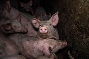 Dublin Piggery 2025 - In June 2025, investigators, acting on information from a member of the public, captured footage inside Andgar piggery in Dublin, South Australia.
The footage shows pigs living alongside the decomposing bodies of hundreds of dead pigs, with some becoming stuck in a giant pile of corpses.
Other footage from the same piggery shows pigs in 'eco sheds' on the property, which are sheds with two or three walls, with at least one side open to the elements. The pigs in these sheds are seen wading through mud and waste, which is often so deep that they are forced to swim. Some pigs had drowned in these sheds, likely after becoming stuck.
Pigs were filmed with massive, necrotic wounds where infection had eaten through skin down to the bone. One pig had a hole in their back that was roughly 10cm in diameter and packed with straw, mud and faeces. Piglets were also found living amongst the dead and rotting bodies of their littermates.
These visits took place over a month after this farm had been reported to the RSPCA by a member of the public, who was so horrified by the conditions that they knew they had to act.
- Captured at Andgar Piggery, Dublin SA Australia.