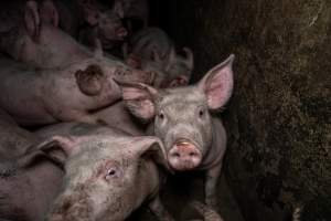 Dublin Piggery 2025 - In June 2025, investigators, acting on information from a member of the public, captured footage inside Andgar piggery in Dublin, South Australia.
The footage shows pigs living alongside the decomposing bodies of hundreds of dead pigs, with some becoming stuck in a giant pile of corpses.
Other footage from the same piggery shows pigs in 'eco sheds' on the property, which are sheds with two or three walls, with at least one side open to the elements. The pigs in these sheds are seen wading through mud and waste, which is often so deep that they are forced to swim. Some pigs had drowned in these sheds, likely after becoming stuck.
Pigs were filmed with massive, necrotic wounds where infection had eaten through skin down to the bone. One pig had a hole in their back that was roughly 10cm in diameter and packed with straw, mud and faeces. Piglets were also found living amongst the dead and rotting bodies of their littermates.
These visits took place over a month after this farm had been reported to the RSPCA by a member of the public, who was so horrified by the conditions that they knew they had to act.
- Captured at Andgar Piggery, Dublin SA Australia.