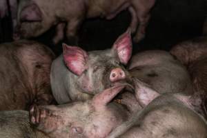 Dublin Piggery 2025 - In June 2025, investigators, acting on information from a member of the public, captured footage inside Andgar piggery in Dublin, South Australia.
The footage shows pigs living alongside the decomposing bodies of hundreds of dead pigs, with some becoming stuck in a giant pile of corpses.
Other footage from the same piggery shows pigs in 'eco sheds' on the property, which are sheds with two or three walls, with at least one side open to the elements. The pigs in these sheds are seen wading through mud and waste, which is often so deep that they are forced to swim. Some pigs had drowned in these sheds, likely after becoming stuck.
Pigs were filmed with massive, necrotic wounds where infection had eaten through skin down to the bone. One pig had a hole in their back that was roughly 10cm in diameter and packed with straw, mud and faeces. Piglets were also found living amongst the dead and rotting bodies of their littermates.
These visits took place over a month after this farm had been reported to the RSPCA by a member of the public, who was so horrified by the conditions that they knew they had to act.
- Captured at Andgar Piggery, Dublin SA Australia.