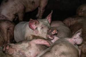 Dublin Piggery 2025 - In June 2025, investigators, acting on information from a member of the public, captured footage inside Andgar piggery in Dublin, South Australia.
The footage shows pigs living alongside the decomposing bodies of hundreds of dead pigs, with some becoming stuck in a giant pile of corpses.
Other footage from the same piggery shows pigs in 'eco sheds' on the property, which are sheds with two or three walls, with at least one side open to the elements. The pigs in these sheds are seen wading through mud and waste, which is often so deep that they are forced to swim. Some pigs had drowned in these sheds, likely after becoming stuck.
Pigs were filmed with massive, necrotic wounds where infection had eaten through skin down to the bone. One pig had a hole in their back that was roughly 10cm in diameter and packed with straw, mud and faeces. Piglets were also found living amongst the dead and rotting bodies of their littermates.
These visits took place over a month after this farm had been reported to the RSPCA by a member of the public, who was so horrified by the conditions that they knew they had to act.
- Captured at Andgar Piggery, Dublin SA Australia.