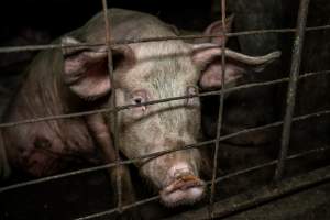 Dublin Piggery 2025 - In June 2025, investigators, acting on information from a member of the public, captured footage inside Andgar piggery in Dublin, South Australia.
The footage shows pigs living alongside the decomposing bodies of hundreds of dead pigs, with some becoming stuck in a giant pile of corpses.
Other footage from the same piggery shows pigs in 'eco sheds' on the property, which are sheds with two or three walls, with at least one side open to the elements. The pigs in these sheds are seen wading through mud and waste, which is often so deep that they are forced to swim. Some pigs had drowned in these sheds, likely after becoming stuck.
Pigs were filmed with massive, necrotic wounds where infection had eaten through skin down to the bone. One pig had a hole in their back that was roughly 10cm in diameter and packed with straw, mud and faeces. Piglets were also found living amongst the dead and rotting bodies of their littermates.
These visits took place over a month after this farm had been reported to the RSPCA by a member of the public, who was so horrified by the conditions that they knew they had to act.
- Captured at Andgar Piggery, Dublin SA Australia.
