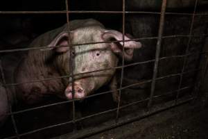 Dublin Piggery 2025 - In June 2025, investigators, acting on information from a member of the public, captured footage inside Andgar piggery in Dublin, South Australia.
The footage shows pigs living alongside the decomposing bodies of hundreds of dead pigs, with some becoming stuck in a giant pile of corpses.
Other footage from the same piggery shows pigs in 'eco sheds' on the property, which are sheds with two or three walls, with at least one side open to the elements. The pigs in these sheds are seen wading through mud and waste, which is often so deep that they are forced to swim. Some pigs had drowned in these sheds, likely after becoming stuck.
Pigs were filmed with massive, necrotic wounds where infection had eaten through skin down to the bone. One pig had a hole in their back that was roughly 10cm in diameter and packed with straw, mud and faeces. Piglets were also found living amongst the dead and rotting bodies of their littermates.
These visits took place over a month after this farm had been reported to the RSPCA by a member of the public, who was so horrified by the conditions that they knew they had to act.
- Captured at Andgar Piggery, Dublin SA Australia.