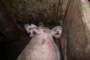 Dublin Piggery 2025 - In June 2025, investigators, acting on information from a member of the public, captured footage inside Andgar piggery in Dublin, South Australia.
The footage shows pigs living alongside the decomposing bodies of hundreds of dead pigs, with some becoming stuck in a giant pile of corpses.
Other footage from the same piggery shows pigs in 'eco sheds' on the property, which are sheds with two or three walls, with at least one side open to the elements. The pigs in these sheds are seen wading through mud and waste, which is often so deep that they are forced to swim. Some pigs had drowned in these sheds, likely after becoming stuck.
Pigs were filmed with massive, necrotic wounds where infection had eaten through skin down to the bone. One pig had a hole in their back that was roughly 10cm in diameter and packed with straw, mud and faeces. Piglets were also found living amongst the dead and rotting bodies of their littermates.
These visits took place over a month after this farm had been reported to the RSPCA by a member of the public, who was so horrified by the conditions that they knew they had to act.
- Captured at Andgar Piggery, Dublin SA Australia.