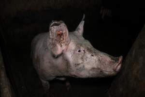 Dublin Piggery 2025 - In June 2025, investigators, acting on information from a member of the public, captured footage inside Andgar piggery in Dublin, South Australia.
The footage shows pigs living alongside the decomposing bodies of hundreds of dead pigs, with some becoming stuck in a giant pile of corpses.
Other footage from the same piggery shows pigs in 'eco sheds' on the property, which are sheds with two or three walls, with at least one side open to the elements. The pigs in these sheds are seen wading through mud and waste, which is often so deep that they are forced to swim. Some pigs had drowned in these sheds, likely after becoming stuck.
Pigs were filmed with massive, necrotic wounds where infection had eaten through skin down to the bone. One pig had a hole in their back that was roughly 10cm in diameter and packed with straw, mud and faeces. Piglets were also found living amongst the dead and rotting bodies of their littermates.
These visits took place over a month after this farm had been reported to the RSPCA by a member of the public, who was so horrified by the conditions that they knew they had to act.
- Captured at Andgar Piggery, Dublin SA Australia.