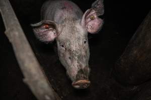 Dublin Piggery 2025 - In June 2025, investigators, acting on information from a member of the public, captured footage inside Andgar piggery in Dublin, South Australia.
The footage shows pigs living alongside the decomposing bodies of hundreds of dead pigs, with some becoming stuck in a giant pile of corpses.
Other footage from the same piggery shows pigs in 'eco sheds' on the property, which are sheds with two or three walls, with at least one side open to the elements. The pigs in these sheds are seen wading through mud and waste, which is often so deep that they are forced to swim. Some pigs had drowned in these sheds, likely after becoming stuck.
Pigs were filmed with massive, necrotic wounds where infection had eaten through skin down to the bone. One pig had a hole in their back that was roughly 10cm in diameter and packed with straw, mud and faeces. Piglets were also found living amongst the dead and rotting bodies of their littermates.
These visits took place over a month after this farm had been reported to the RSPCA by a member of the public, who was so horrified by the conditions that they knew they had to act.
- Captured at Andgar Piggery, Dublin SA Australia.