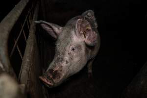 Dublin Piggery 2025 - In June 2025, investigators, acting on information from a member of the public, captured footage inside Andgar piggery in Dublin, South Australia.
The footage shows pigs living alongside the decomposing bodies of hundreds of dead pigs, with some becoming stuck in a giant pile of corpses.
Other footage from the same piggery shows pigs in 'eco sheds' on the property, which are sheds with two or three walls, with at least one side open to the elements. The pigs in these sheds are seen wading through mud and waste, which is often so deep that they are forced to swim. Some pigs had drowned in these sheds, likely after becoming stuck.
Pigs were filmed with massive, necrotic wounds where infection had eaten through skin down to the bone. One pig had a hole in their back that was roughly 10cm in diameter and packed with straw, mud and faeces. Piglets were also found living amongst the dead and rotting bodies of their littermates.
These visits took place over a month after this farm had been reported to the RSPCA by a member of the public, who was so horrified by the conditions that they knew they had to act.
- Captured at Andgar Piggery, Dublin SA Australia.